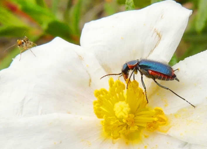 Malachiidae:  Clanoptilus sardous e Malachius australis